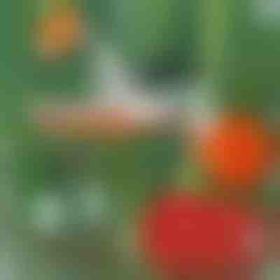 Cucitrice professionale per piante | PLANTBRAND