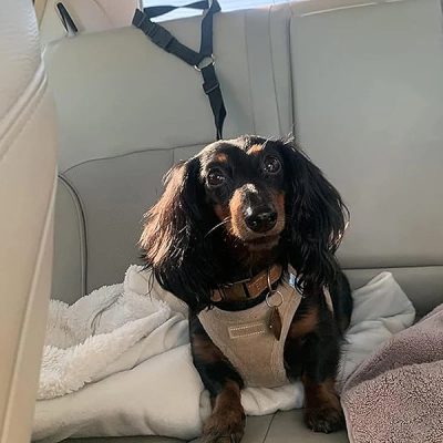 Cintura di sicurezza regolabile per cani da viaggio | PETBELT